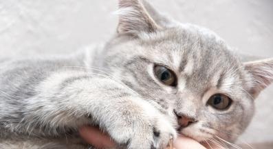 Когато котката показва нокти: Какво да правим ако котката е агресивна
