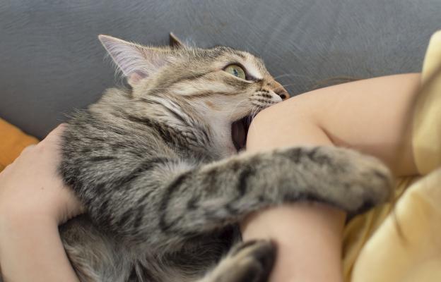 Ядосана котка
