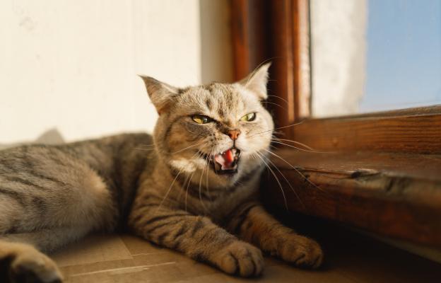 Ядосана котка