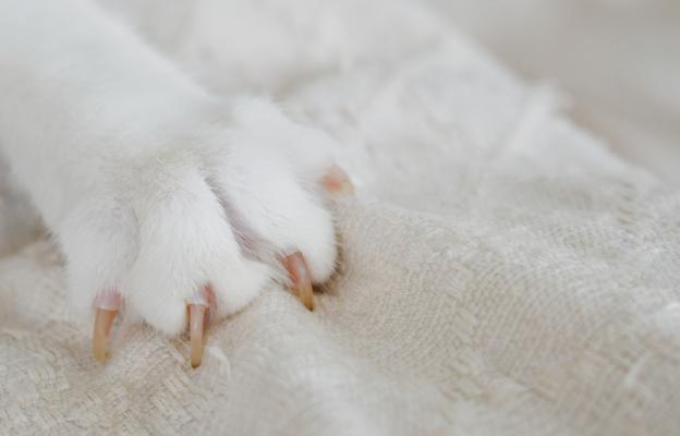 Ядосана котка