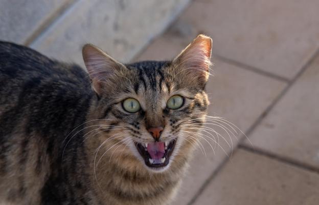 Ядосана котка