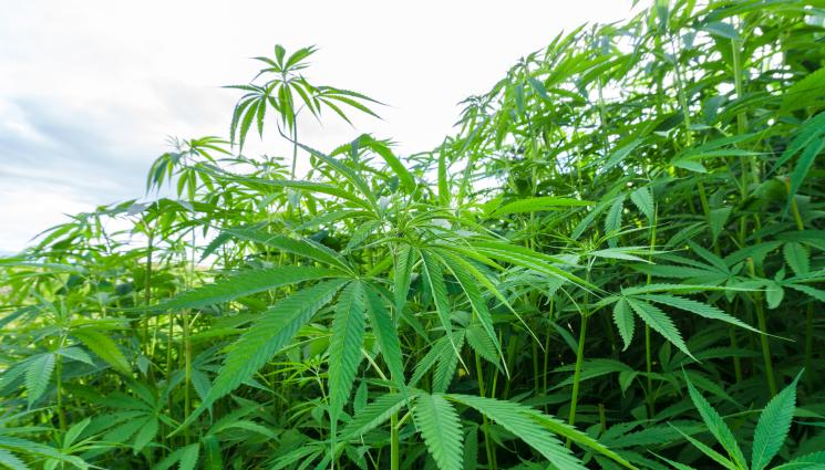 канабис - Откриха 30 000 растения марихуана в градина на ЮНЕСКО!