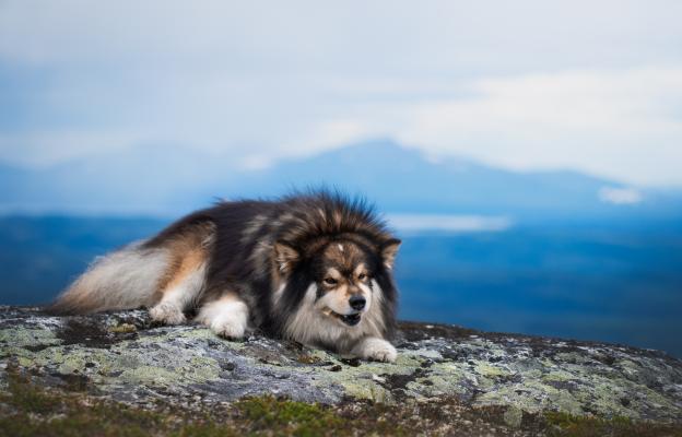 Финландски лапхунд