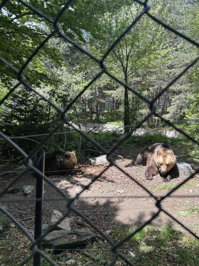 Спасените мечки в парка