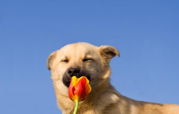 куче обоняние