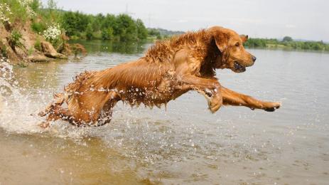голдън ретривър