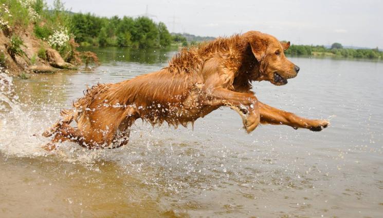 голдън ретривър - Куче спасява под вода, тренират го в Турция