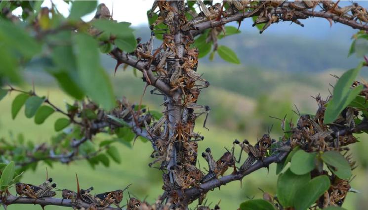 марокански скакалци - СТРАШНА НАПАСТ: Инвазия на марокански скакалци в Сандански!