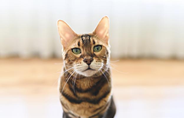 Бенгалска котка