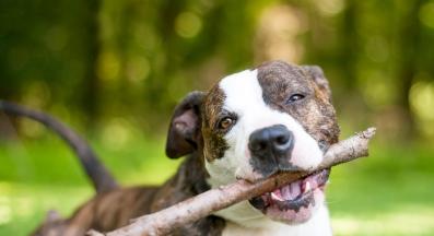 Американски питбул териер