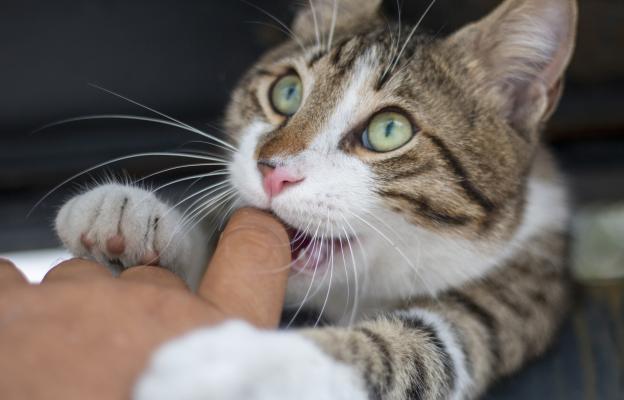 Домашна котка хапе 2
