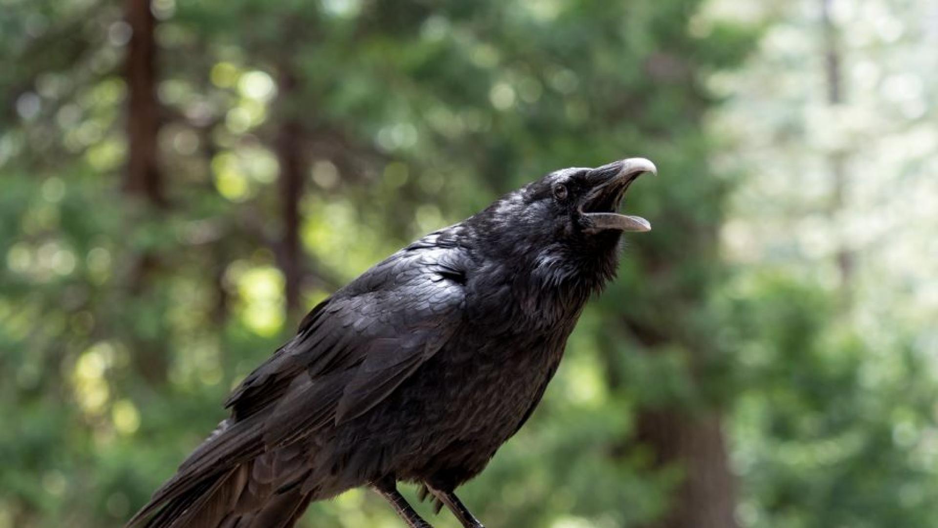 Агресивни врани нападат хора в столичната детска градина Мечо Пух