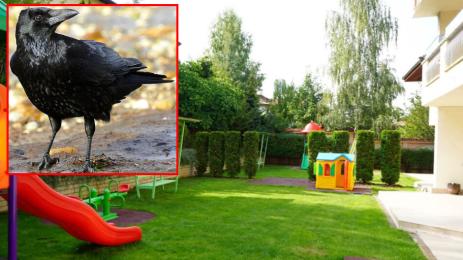 ГАРВАН ВРАНА