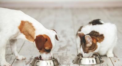 котка и куче