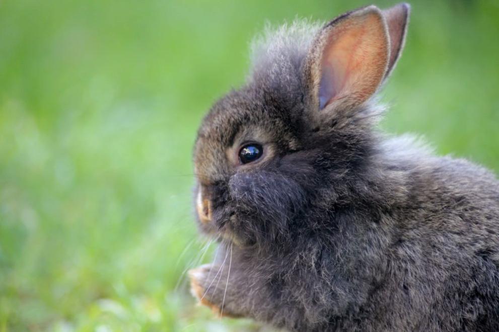 Бейби бум в Бургаския зоопарк. Нови сладки бебета се родиха.Нови