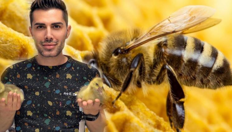 пчела - Грижи за пчелните семейства през пролетта!