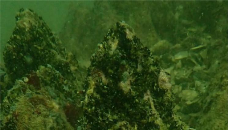 каменна гора - В СОФИЯ: Показват 3D модел на Подводна каменна гора!