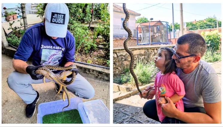 в - Три общини с шерифи за змии!