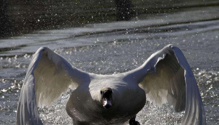 лебед - ПЪЛЕН АБСУРД: Лебед ухапа специалния пратеник на САЩ в Украйна! (СНИМКА)