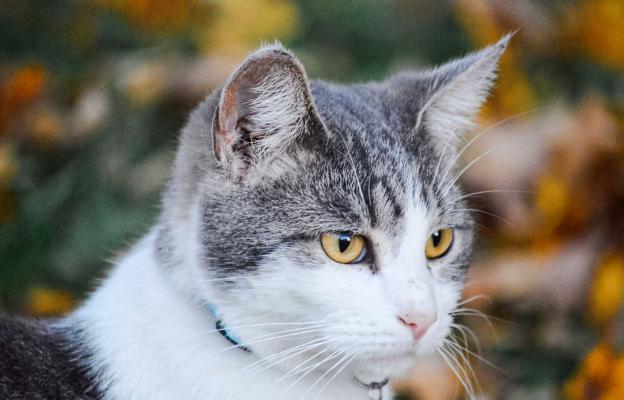Котка