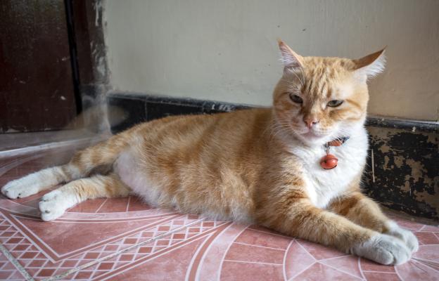 Котка