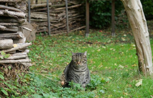 Котка