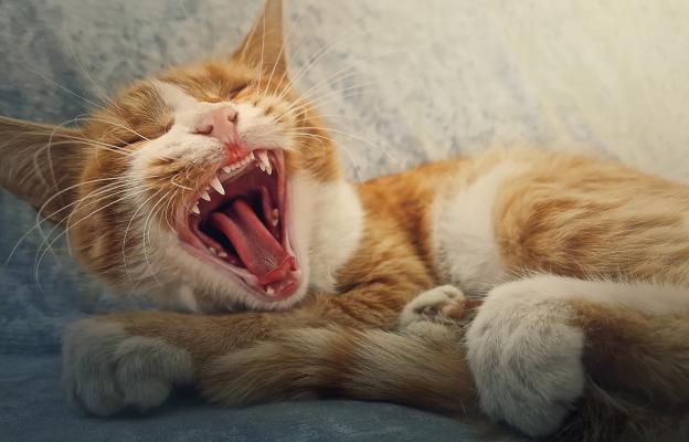 Котка