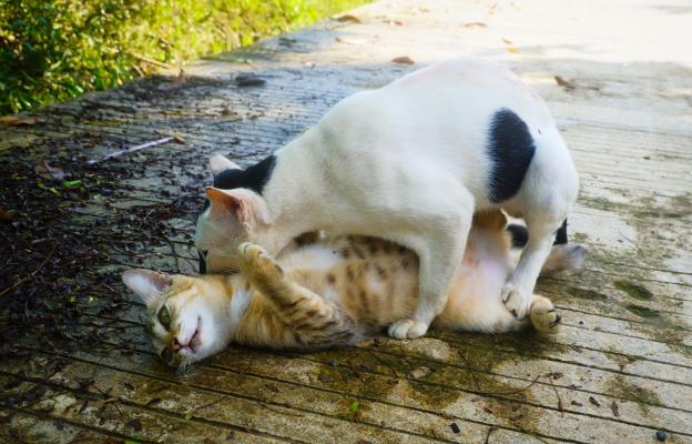 Котка