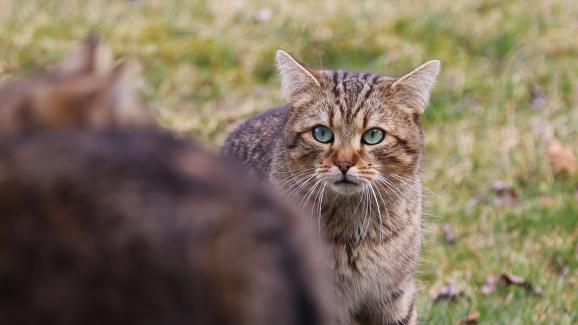 Разгонването при мъжките котки: Продължителност, особености и поведение