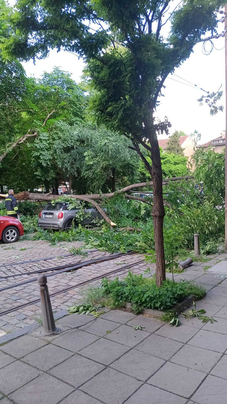 паднала дърво пл журналист