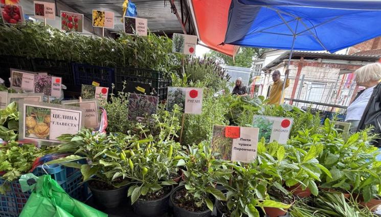 разсад - Агро Телеграф: Тръгна парадът на разсадите