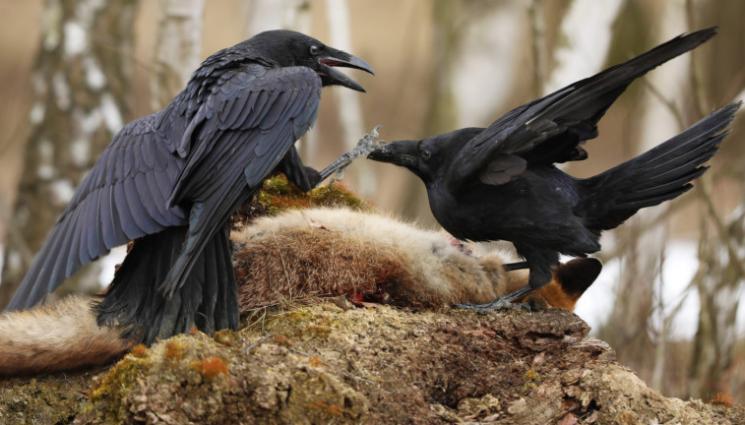 гарвани - ПАЗЕТЕ СИ ГЛАВИТЕ: Втори столичен кратал изрева от нападения на гарвани!