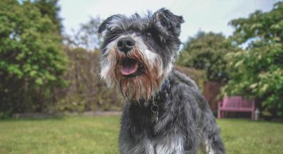 Мини шнауцер