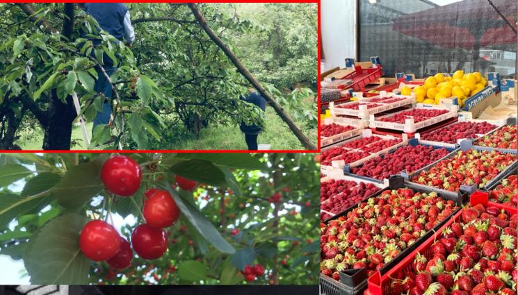 череши - СЛЕД СТУДОВЕТЕ: Градините ни поразени, молим узбеките за череши