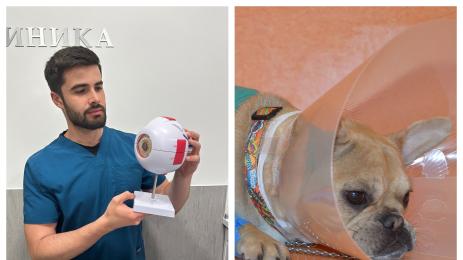 домашни любимци