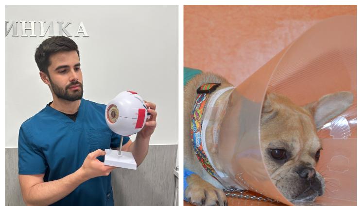 домашни любимци - Следоперативни грижи при домашните любимци!