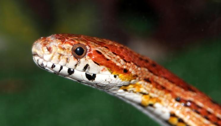 Смок - Екзотична змия плъзна в центъра на Варна