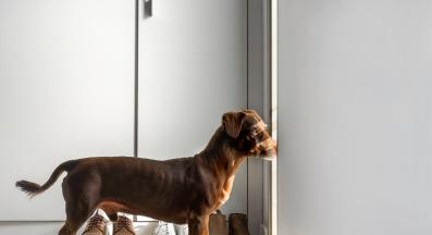 куче чака човек