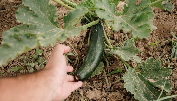 тиквички - Агро Телеграф: Подхранвайте тиквичките на две седмици