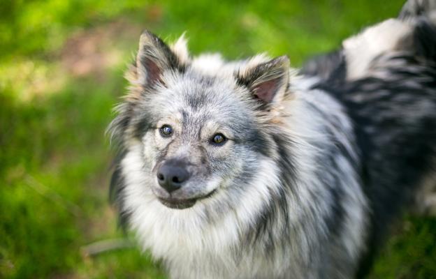 Вълчи шпиц
