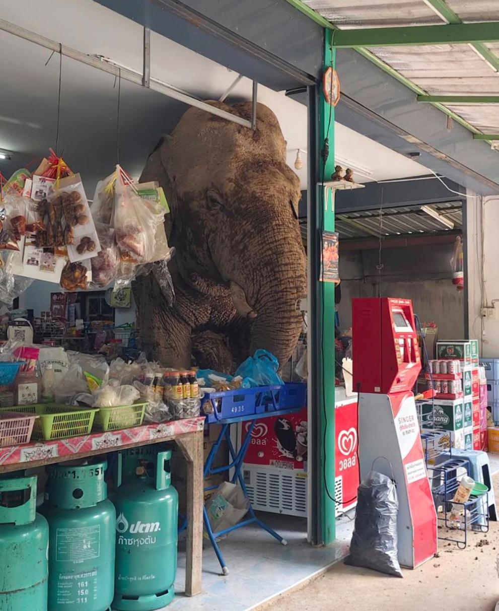  слон в магазин тайланд 