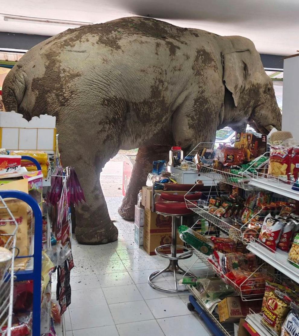  слон магазин тайланд 