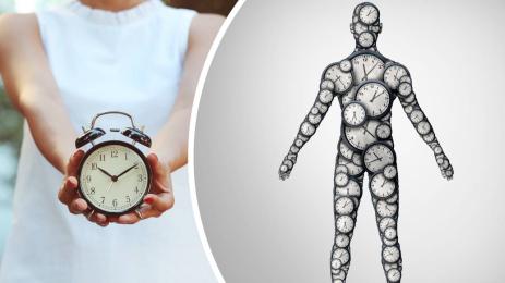 биологичен часовник