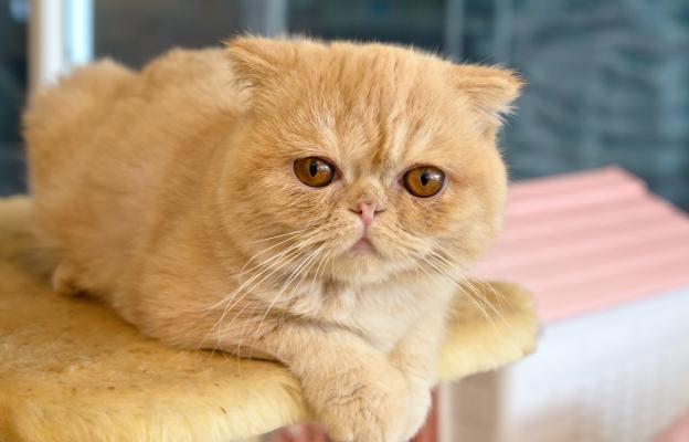 Екзотична късокосместа котка
