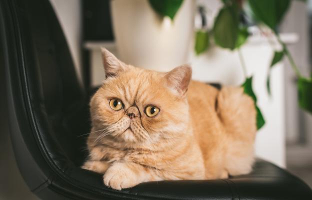 Екзотична късокосместа котка