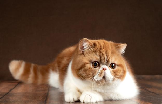 Екзотична късокосместа котка