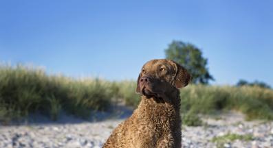 Чесапийк бей ретривър