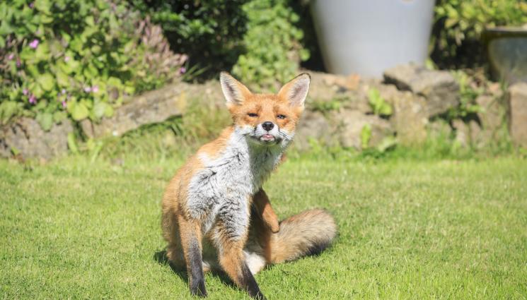 Лисица - НОВИ ГРАЖДАНИ: Нашествие от гладни лисици, дебнат за плячка в столицата! (ВИДЕО)