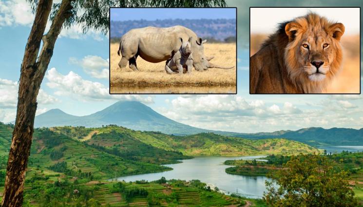 Руанда - ЕДНА ОТ НАЙ-БЕДНИТЕ ДЪРЖАВИ: Туристи „отстрелват“ лъвове и  носорози на фотосафари в Руанда