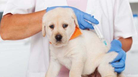 ваксинация куче
